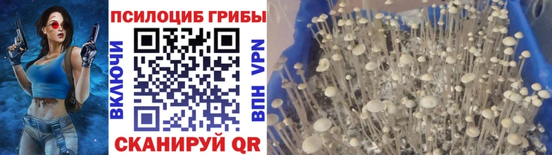Галлюциногенные грибы GOLDEN TEACHER  магазин продажи   Николаевск-на-Амуре 